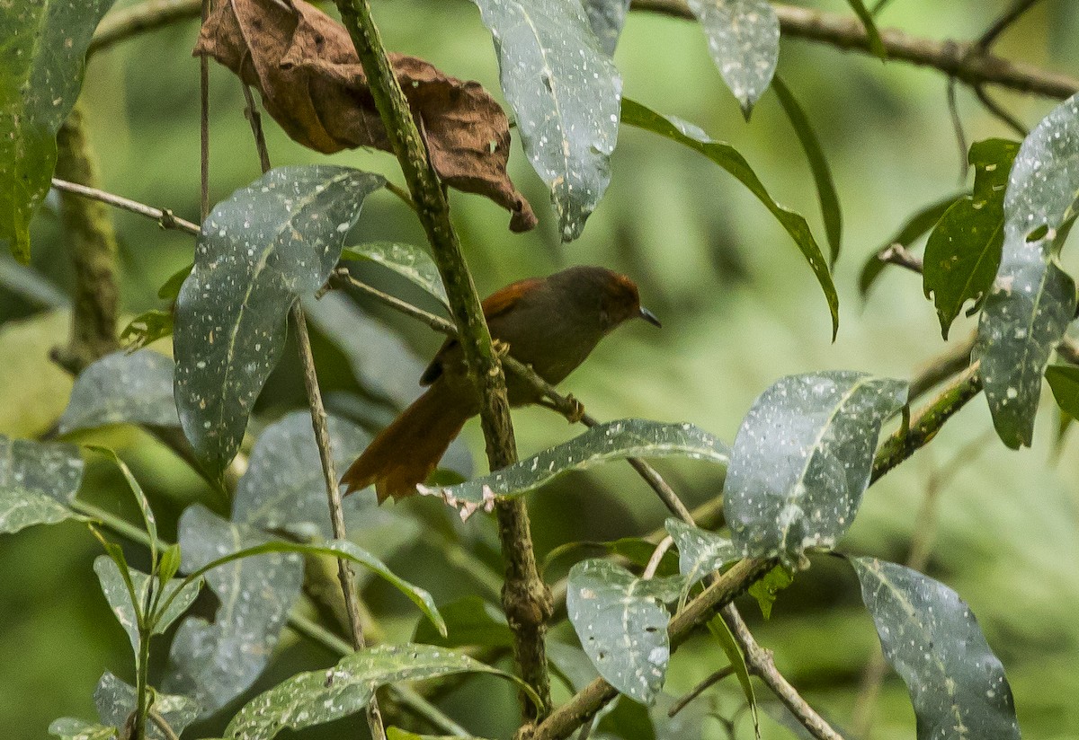 Red-faced Spinetail - Manlio Cuevas L.