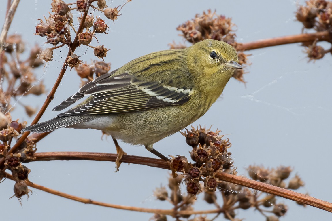 Blackpoll Warbler - Andy Wilson