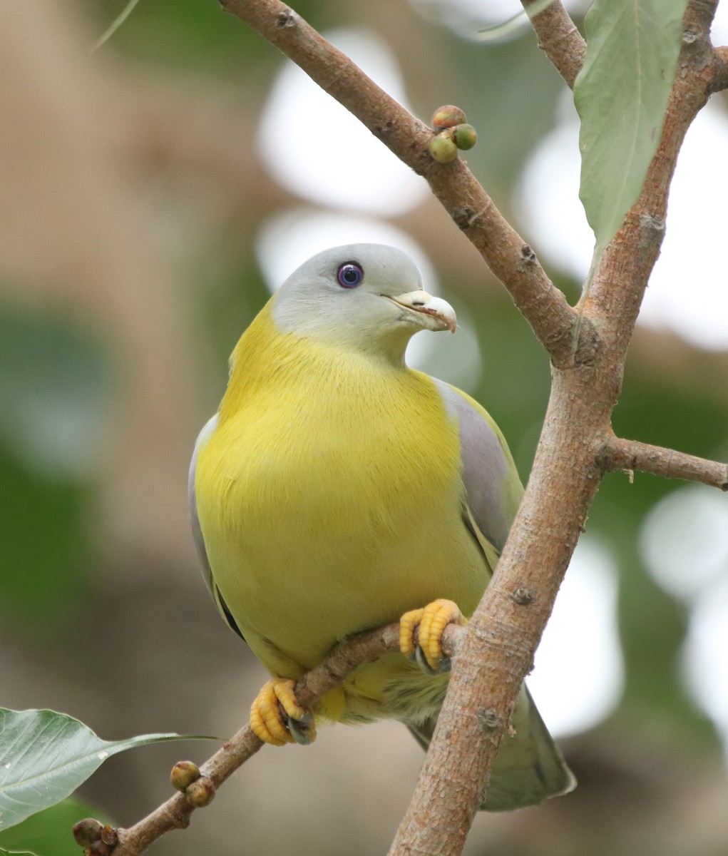 Yellow-footed Green-Pigeon - ML273174041