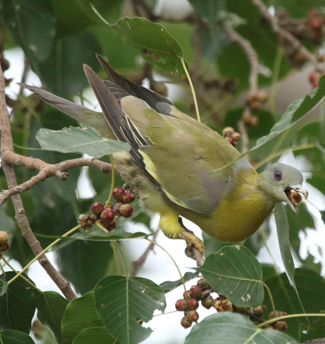 Yellow-footed Green-Pigeon - ML273174051