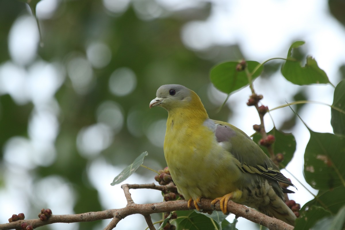 Yellow-footed Green-Pigeon - ML273174061