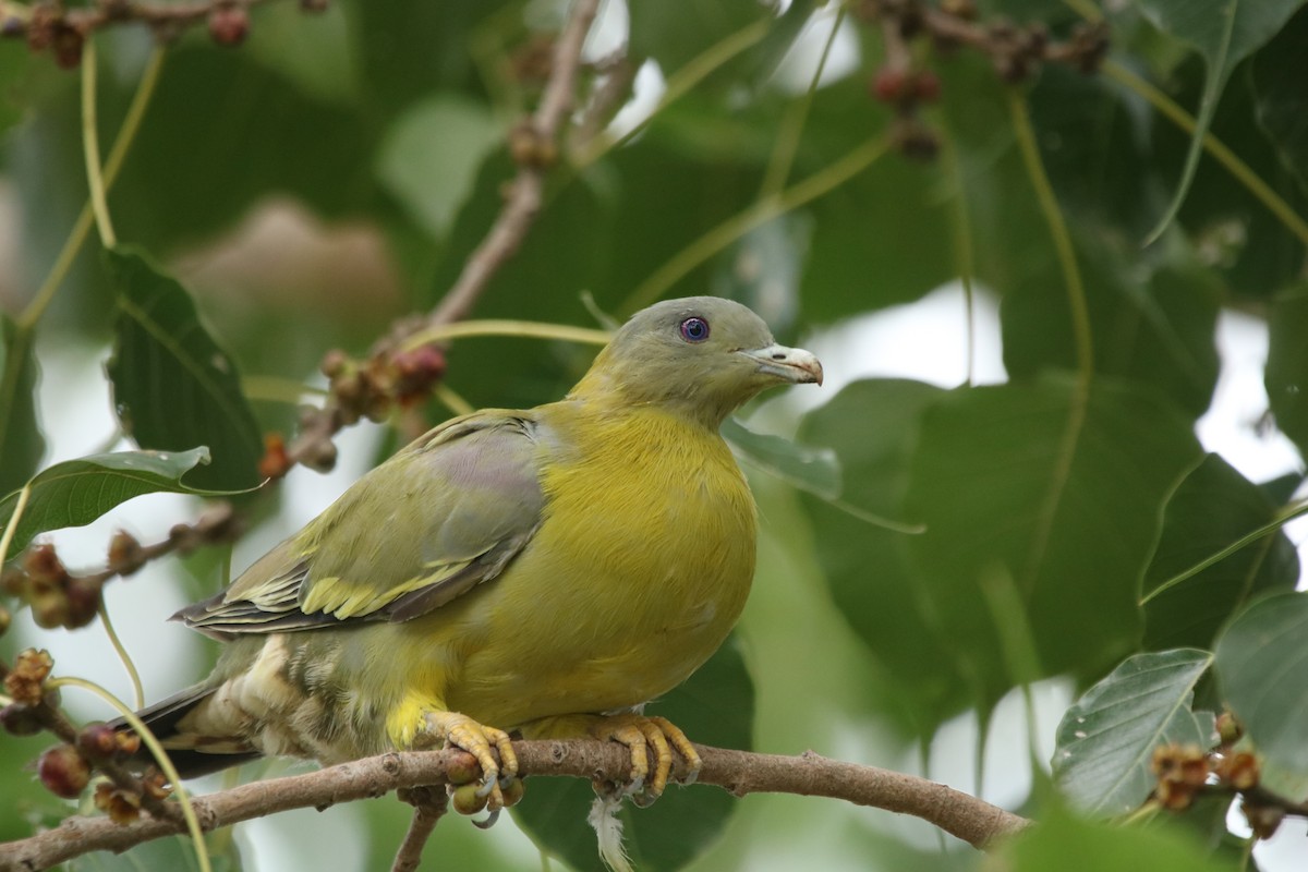 Yellow-footed Green-Pigeon - ML273174131