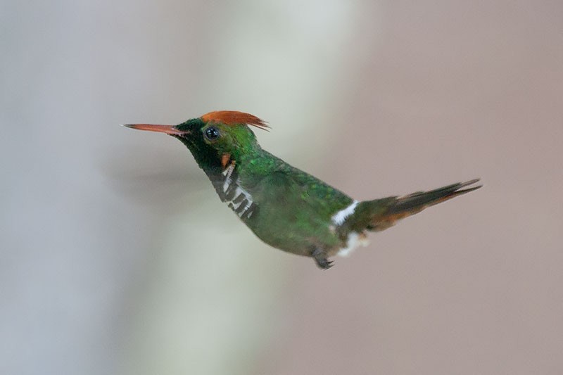 Frilled Coquette - ML273176971