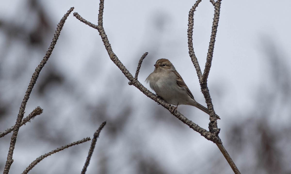 Chipping Sparrow - ML273182281