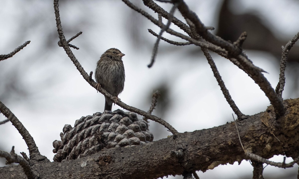 Chipping Sparrow - ML273182331