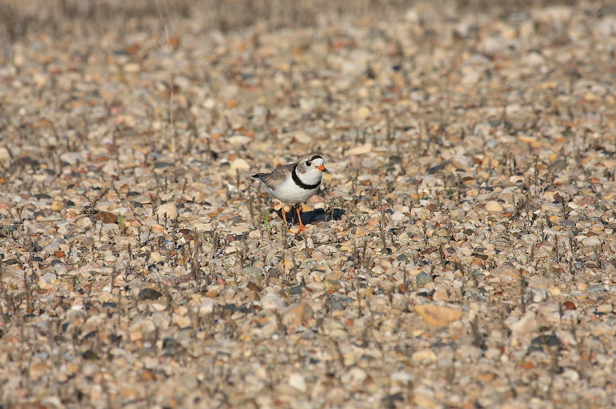 Piping Plover - ML27318701