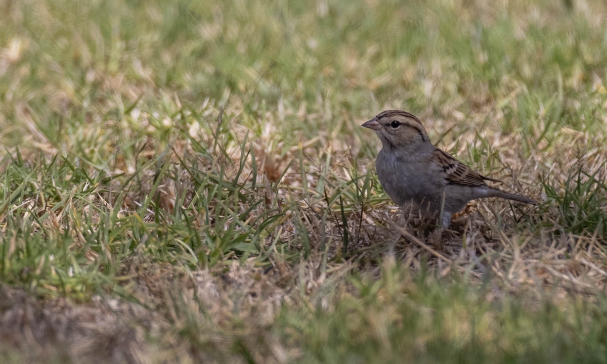 Chipping Sparrow - ML273188321