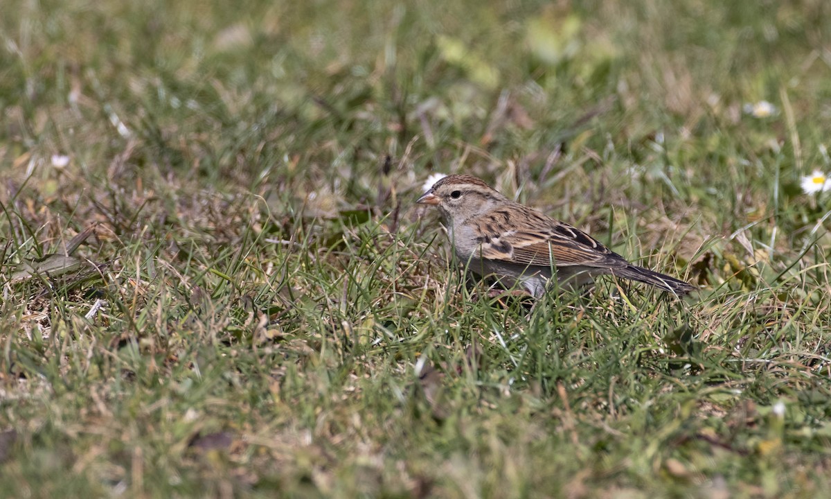 Chipping Sparrow - ML273188541