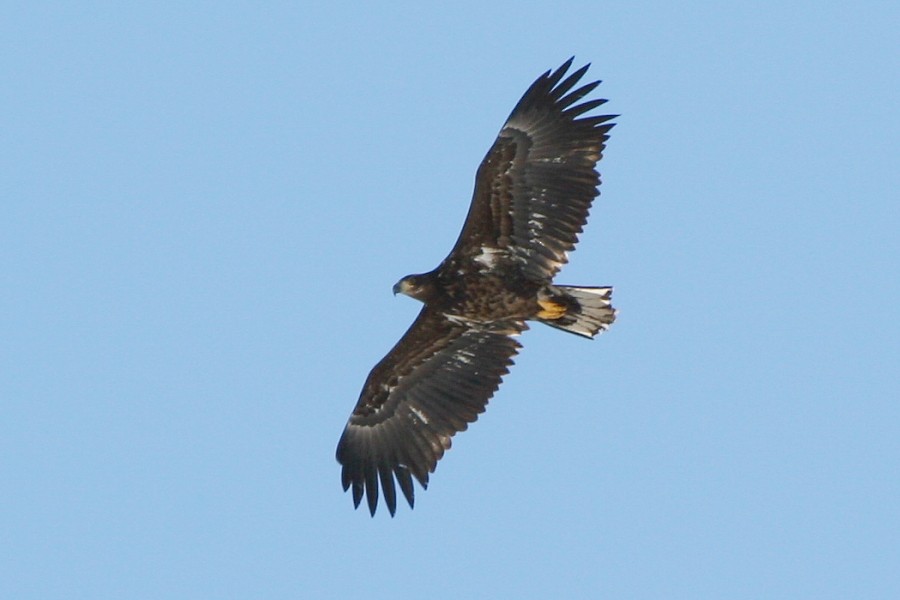 White-tailed Eagle - ML273192291