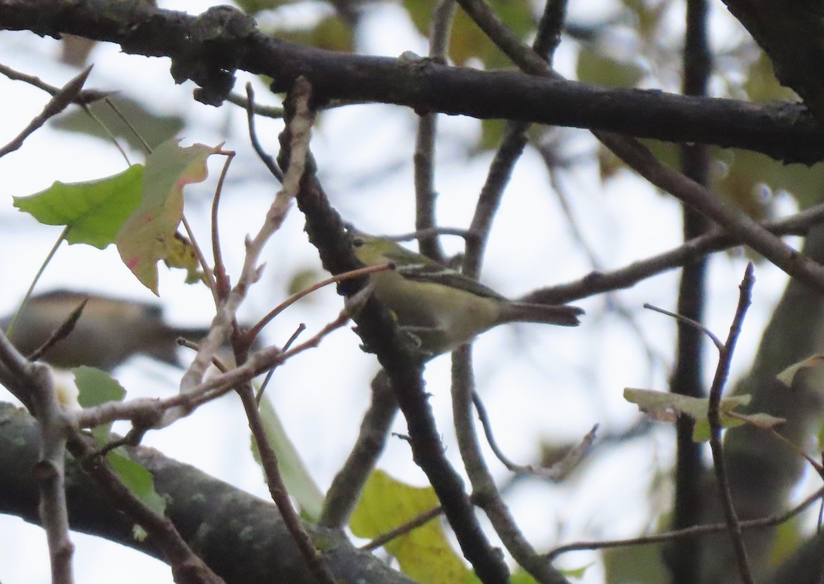 Bay-breasted Warbler - ML273194531