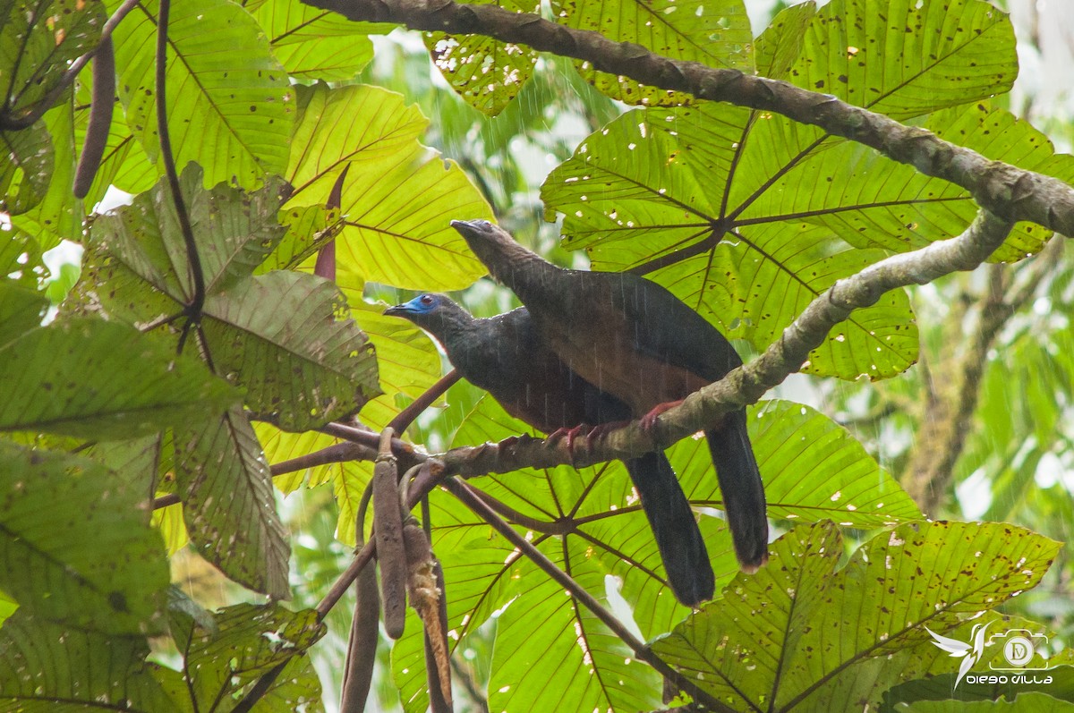 Sickle-winged Guan - ML273194681