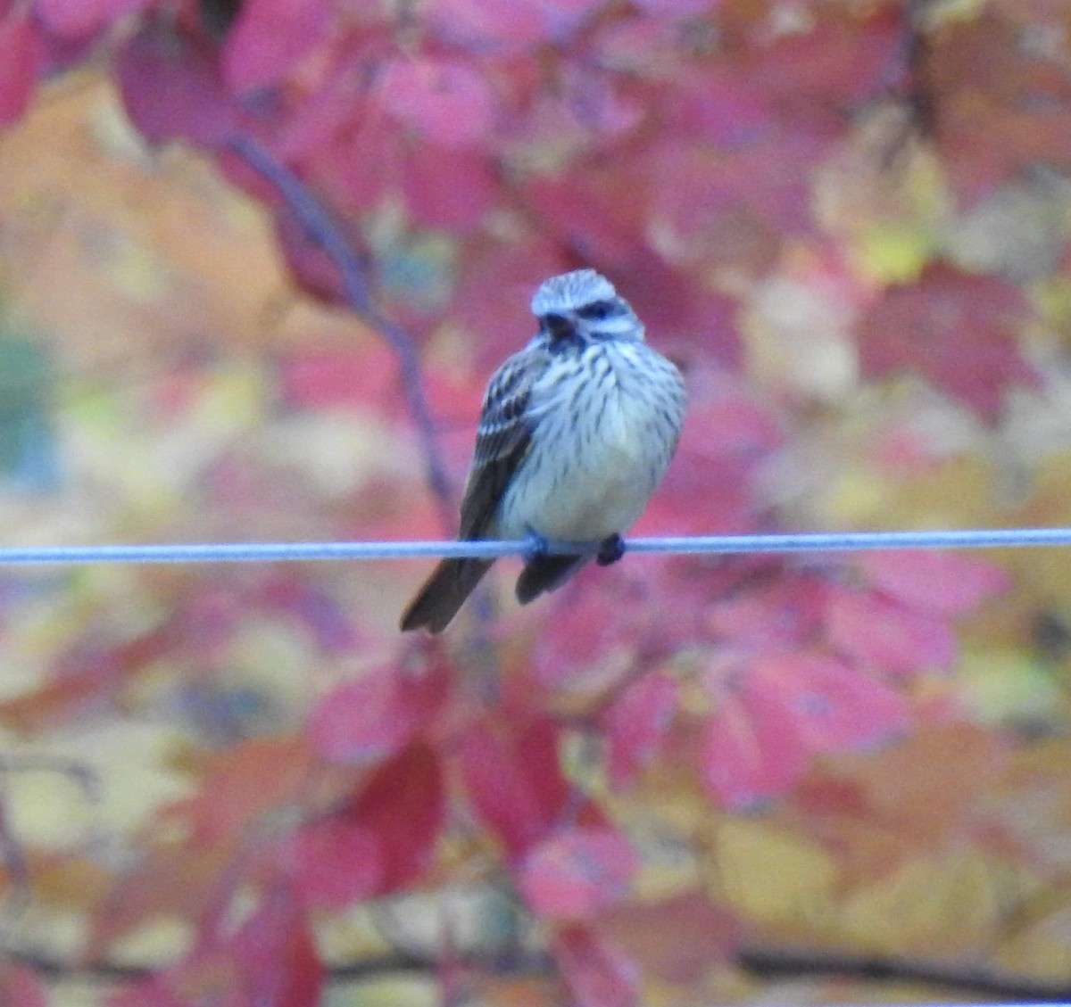 eBird Checklist 21 Oct 2020 1091 New Brunswick 114, Lower Coverdale, New Brunswick, CA (46.