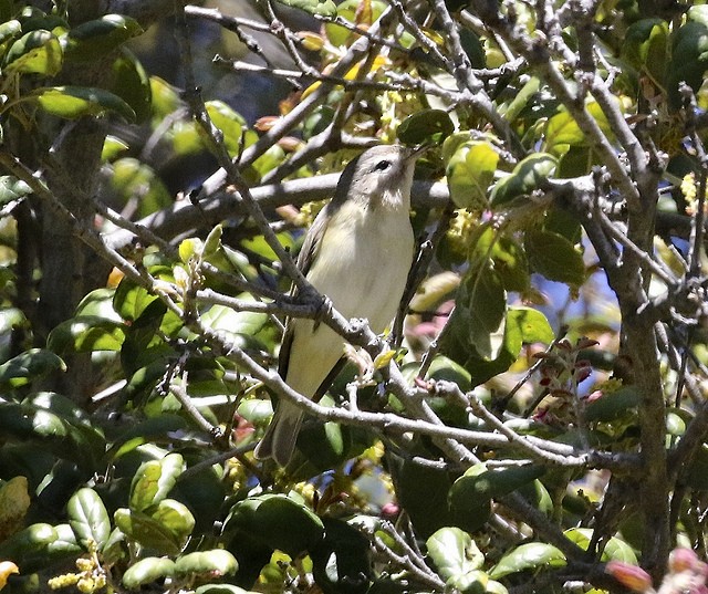 Warbling Vireo - Millie and Peter Thomas