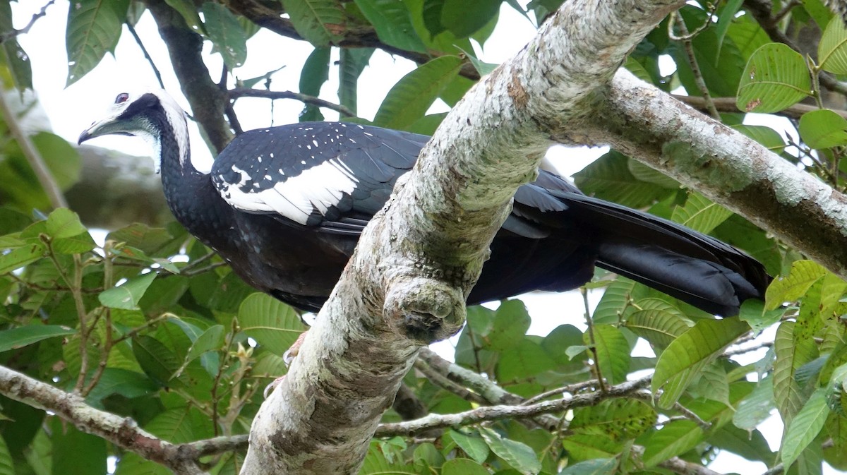 White-throated Piping-Guan - ML273197741