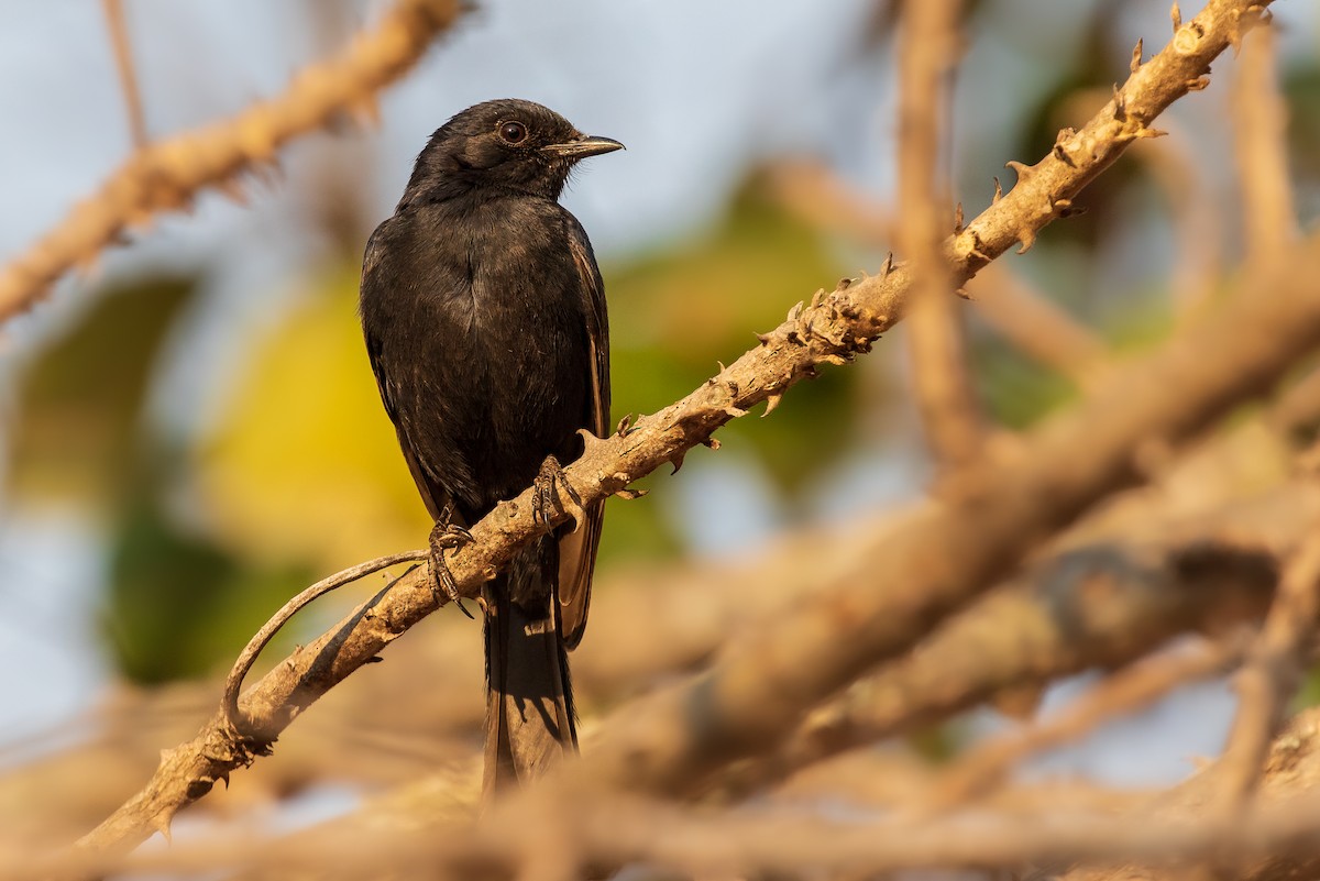 Fork-tailed Drongo - ML273198411