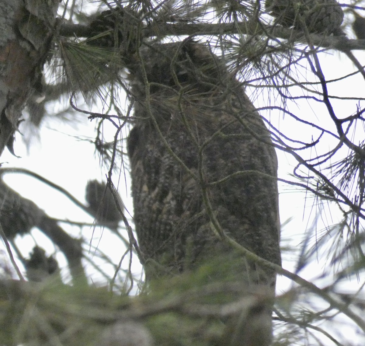 Great Horned Owl - John Callender