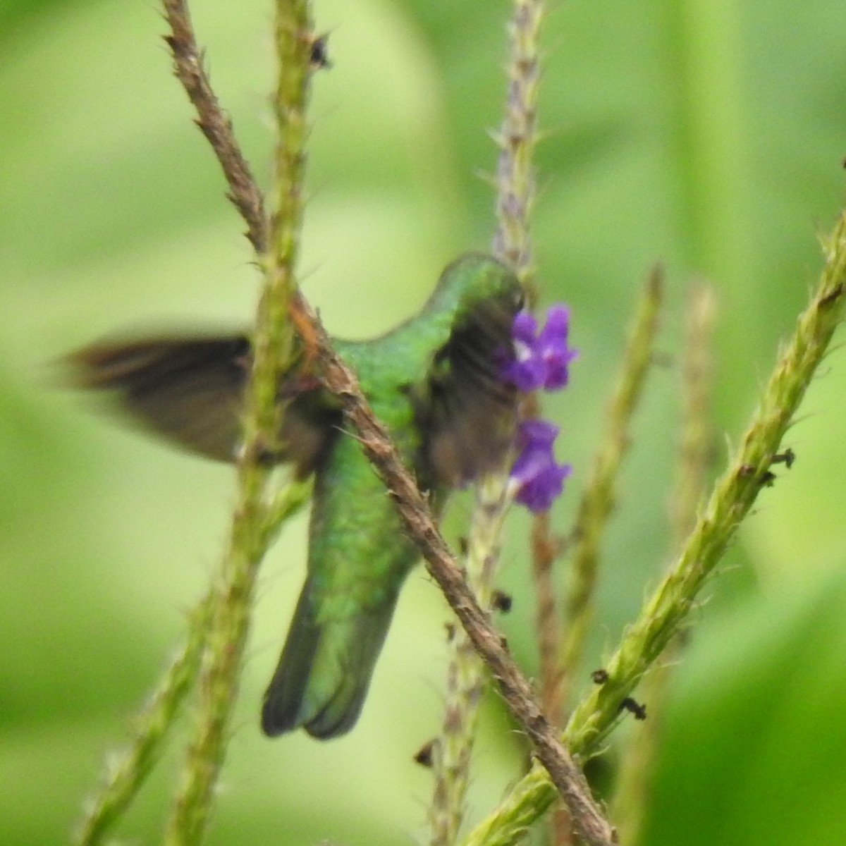 kolibřík subtropický - ML273201451