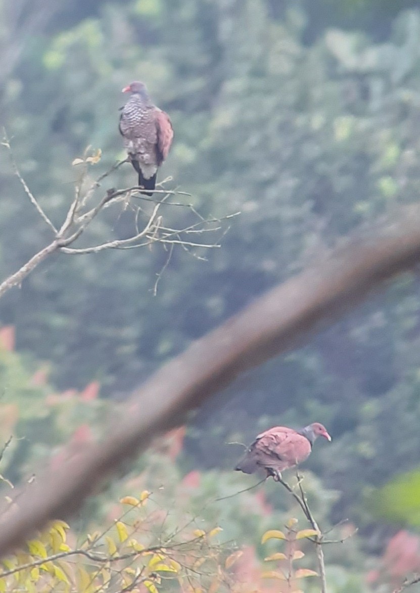 Scaled Pigeon - Jordy  Monserrate