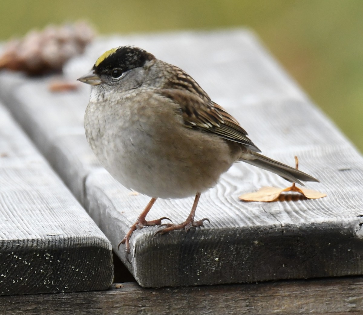 Golden-crowned Sparrow - ML273202251