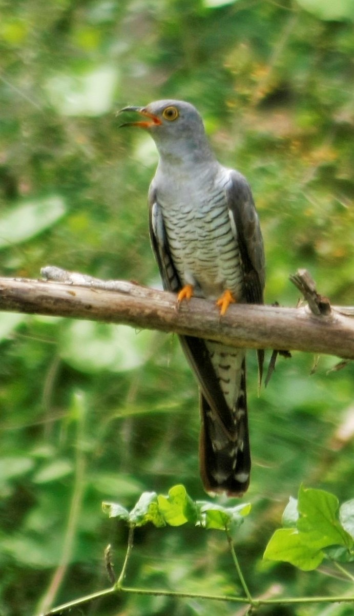 Common Cuckoo - Arun Venkataramanan