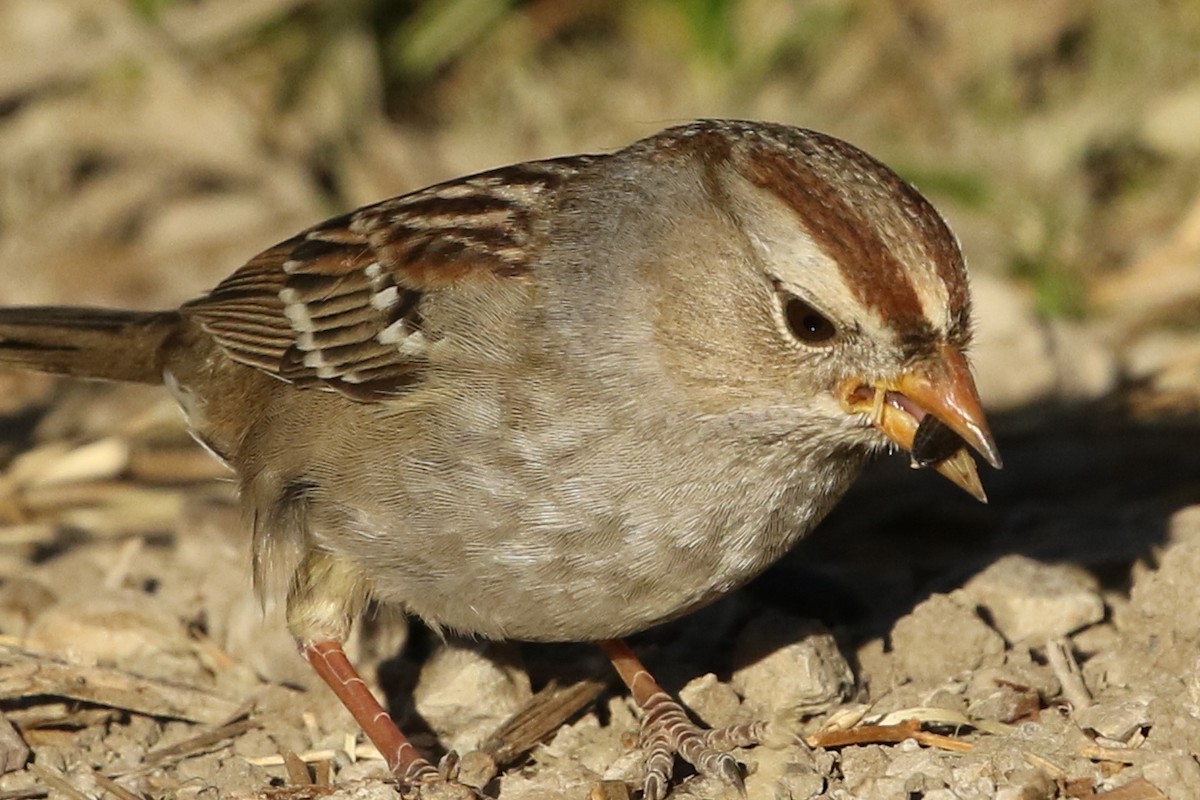 White-crowned Sparrow - ML273206971