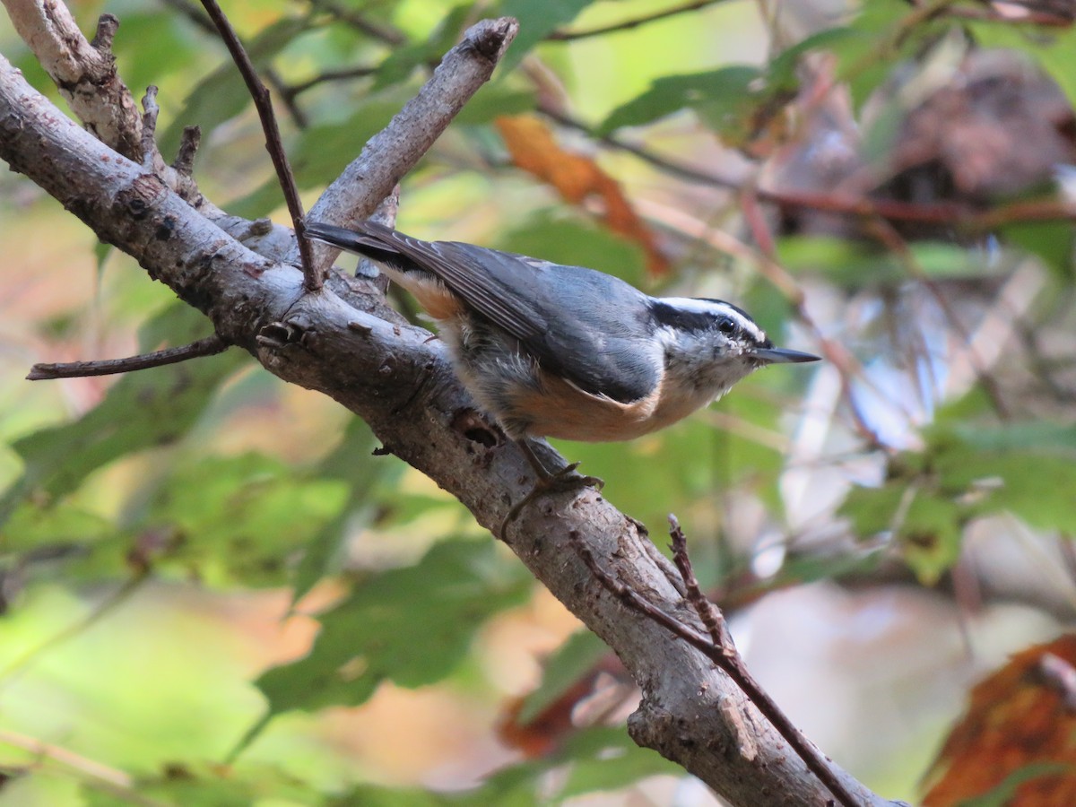 Red-breasted Nuthatch - ML273218601