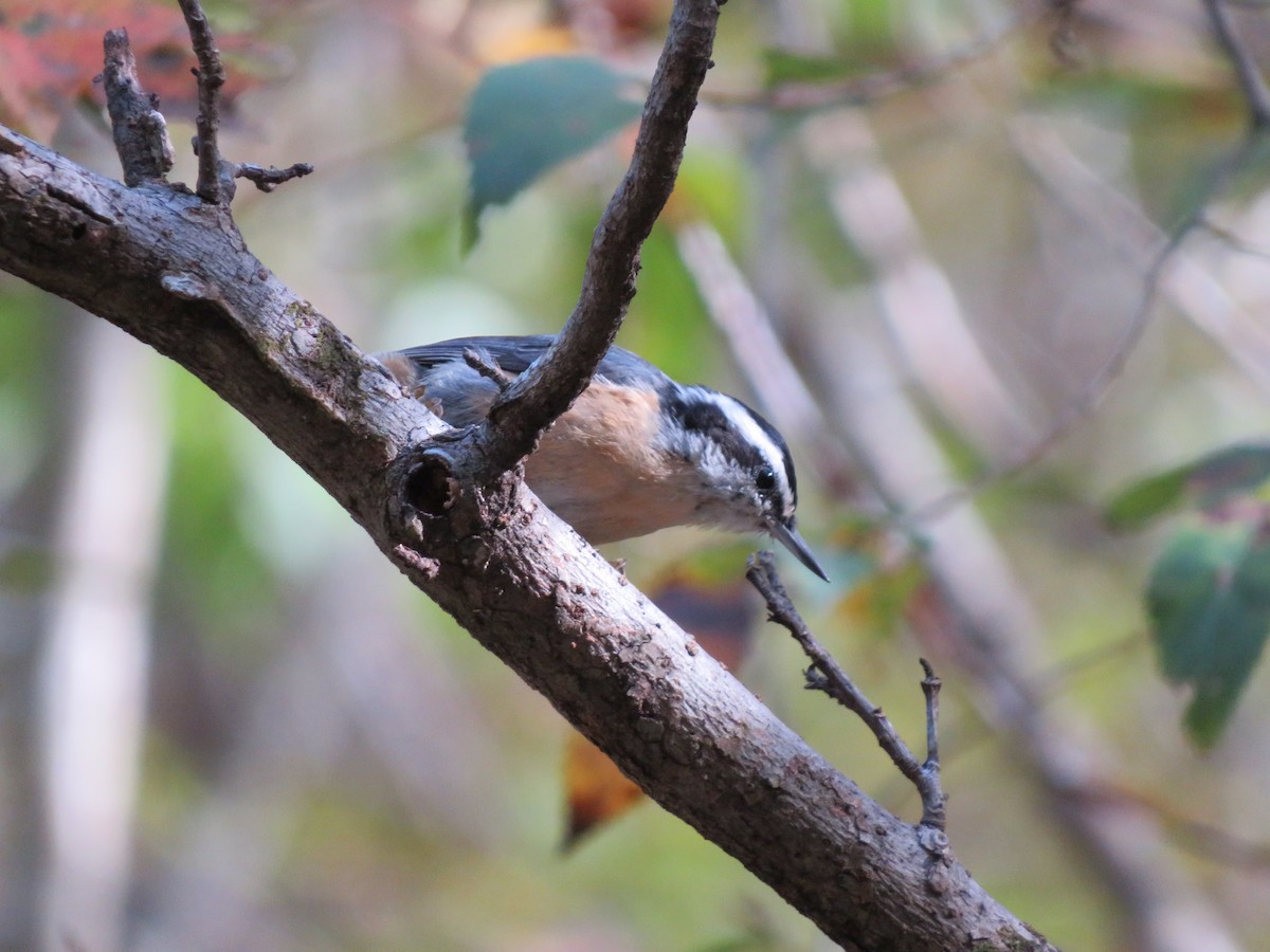 Red-breasted Nuthatch - ML273218781