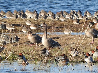 Pink-footed Goose, ML273218901
