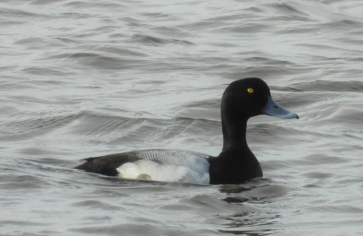 Greater Scaup - Morten Winther Dahl