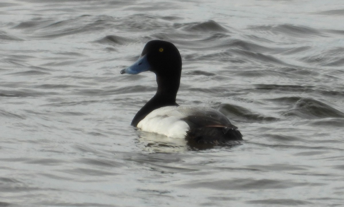 Greater Scaup - ML273220451