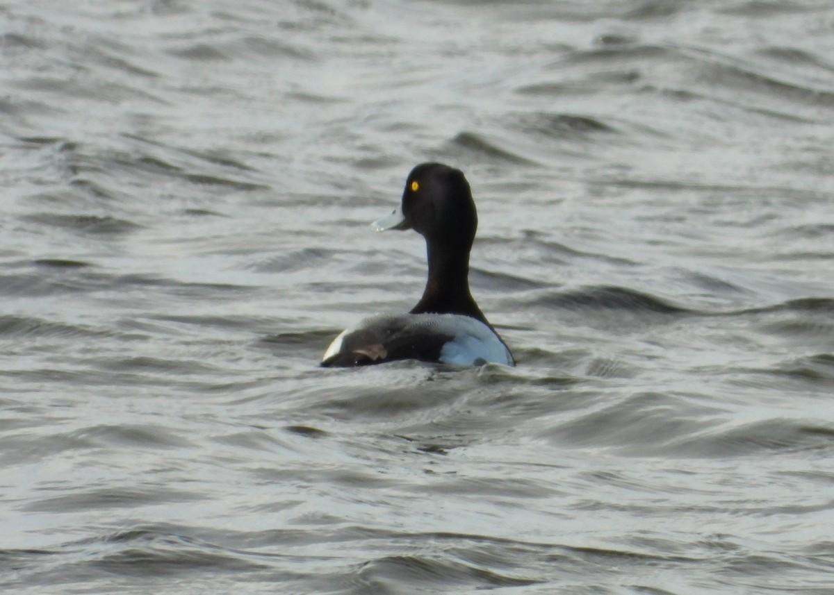 Greater Scaup - ML273220751