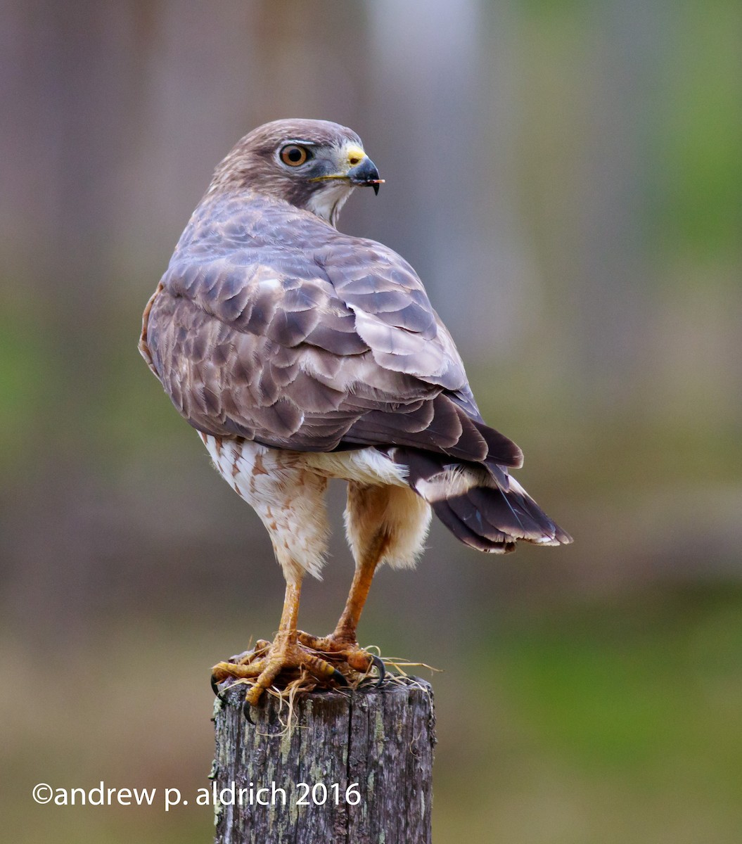 Broad-winged Hawk - andrew aldrich