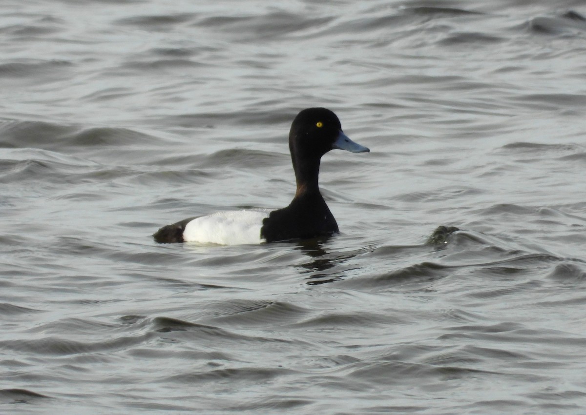 Greater Scaup - Morten Winther Dahl