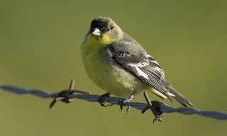  - Lesser Goldfinch