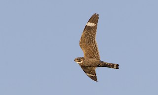  - Lesser Nighthawk