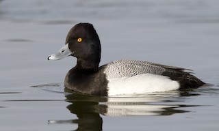  - Lesser Scaup