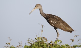 - Limpkin