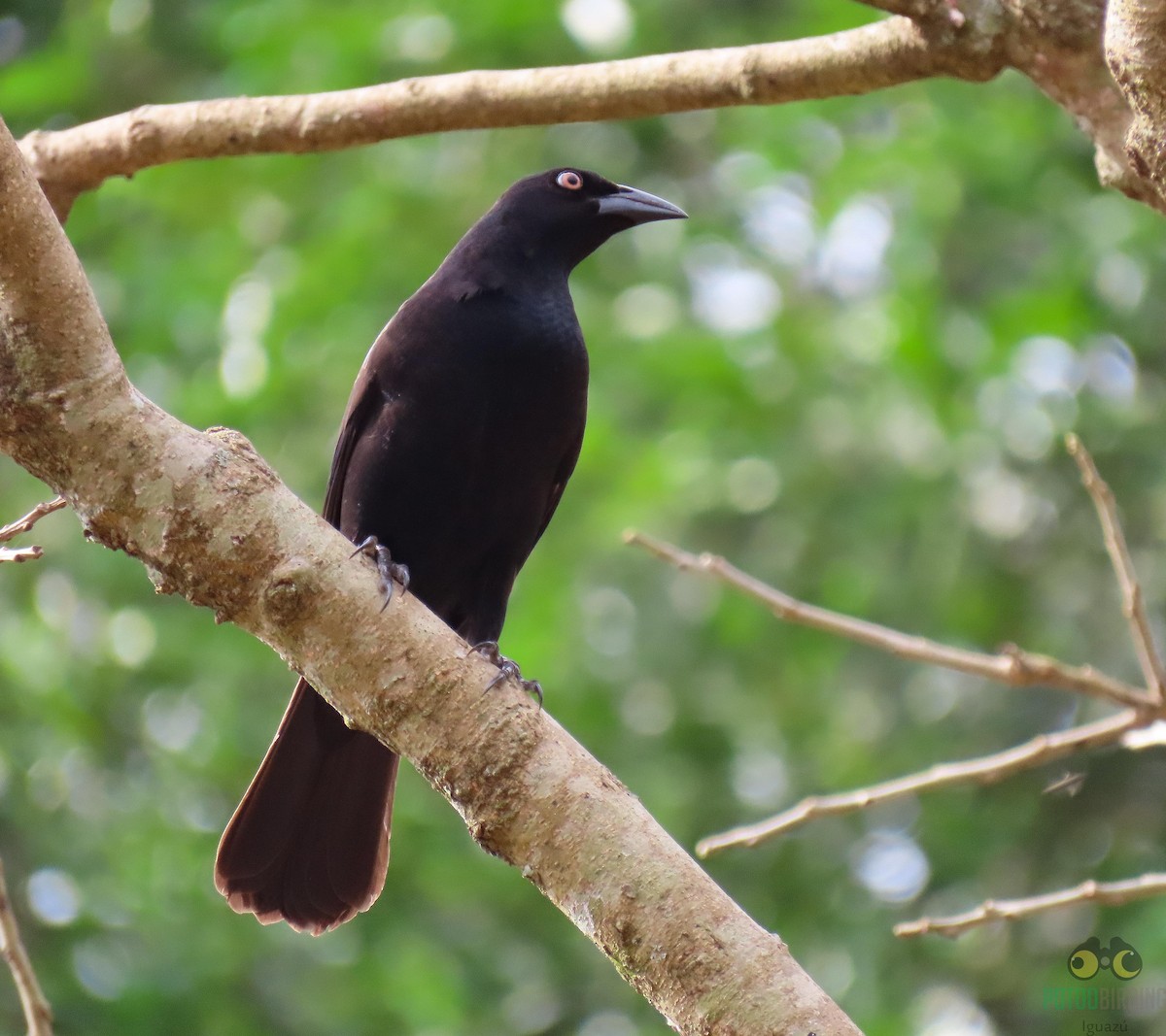 Giant Cowbird - Fernando Pocho Cabral / Birding Iguazu