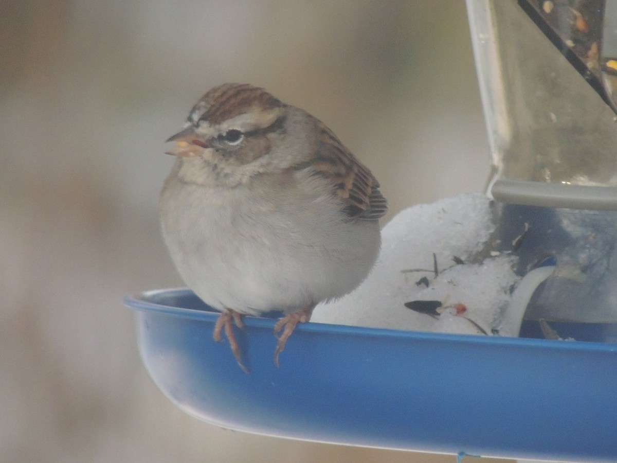 Chipping Sparrow - Paul & Koni Fank