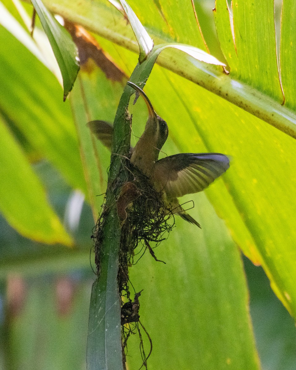 Rufous-breasted Hermit - Tim Ludwick