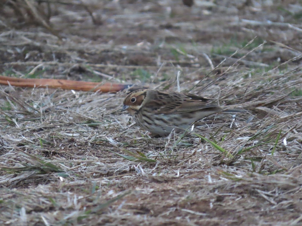 Little Bunting - David Campbell