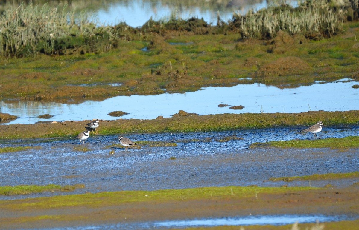 Semipalmated Plover - ML273238341