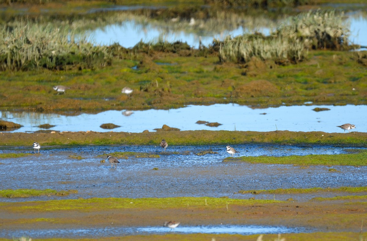 Semipalmated Plover - ML273238381