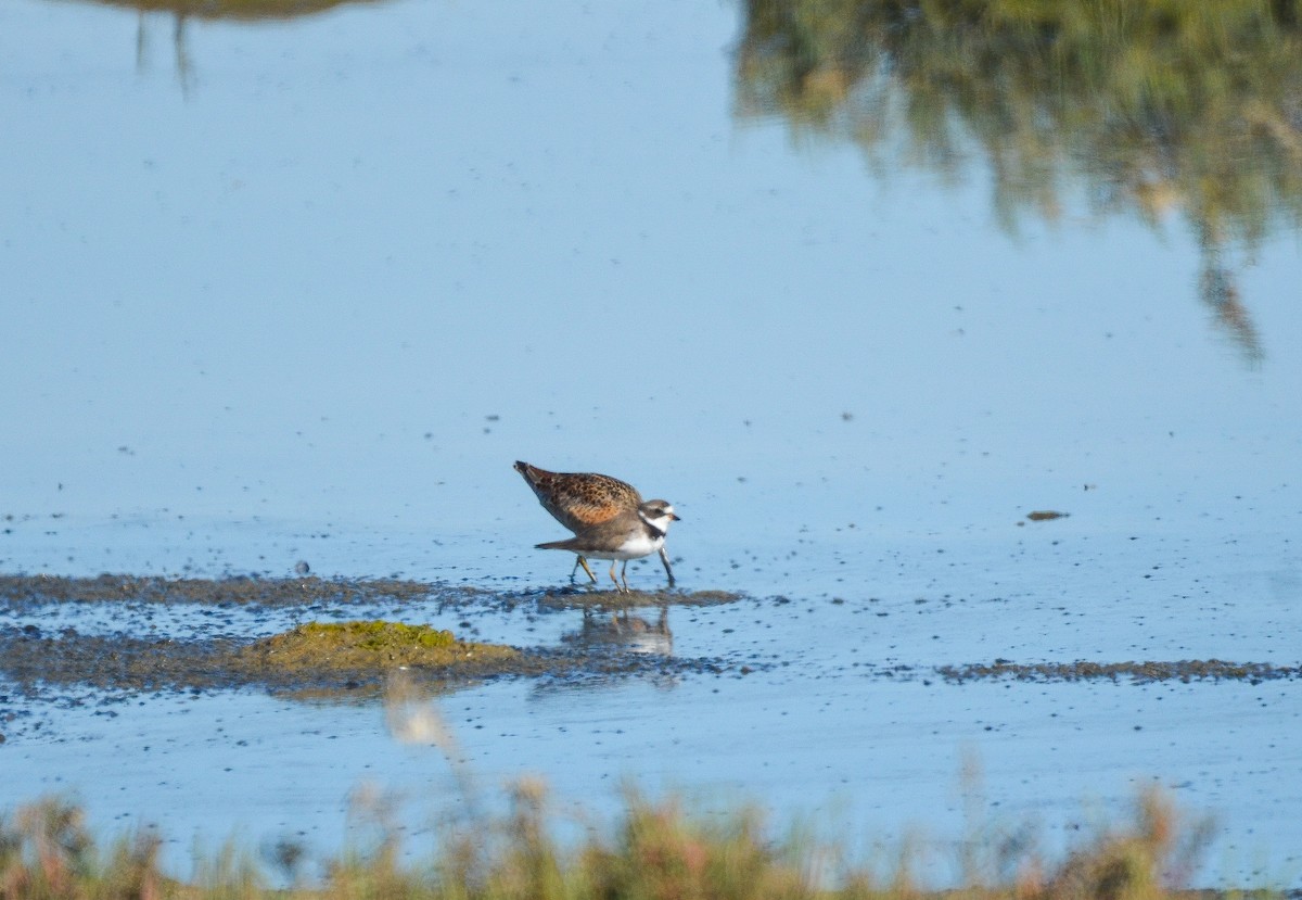 Semipalmated Plover - ML273238441