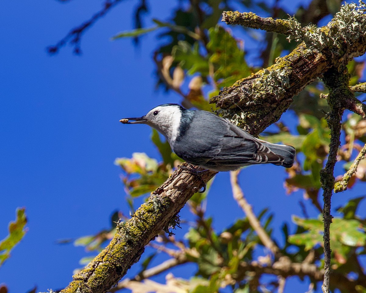 White-breasted Nuthatch - ML273239471