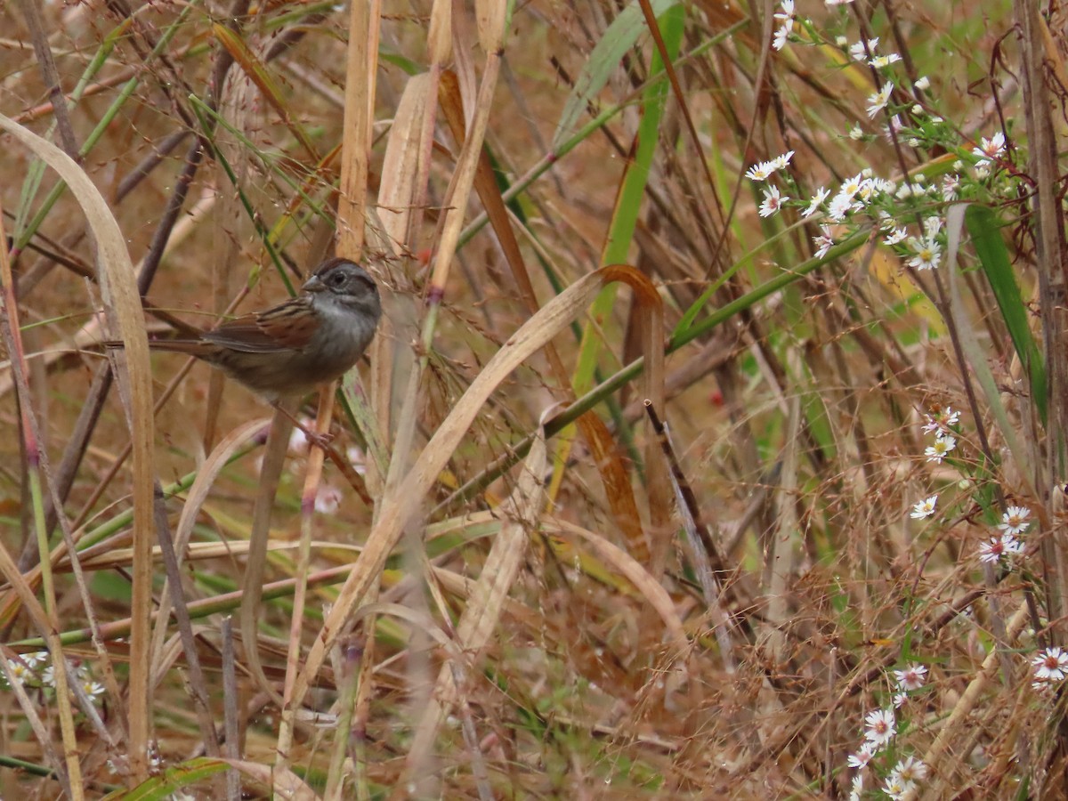 Swamp Sparrow - ML273239711