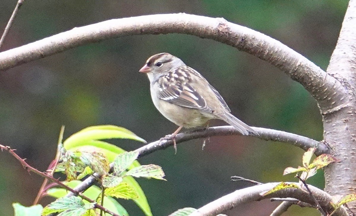 White-crowned Sparrow - ML273241531