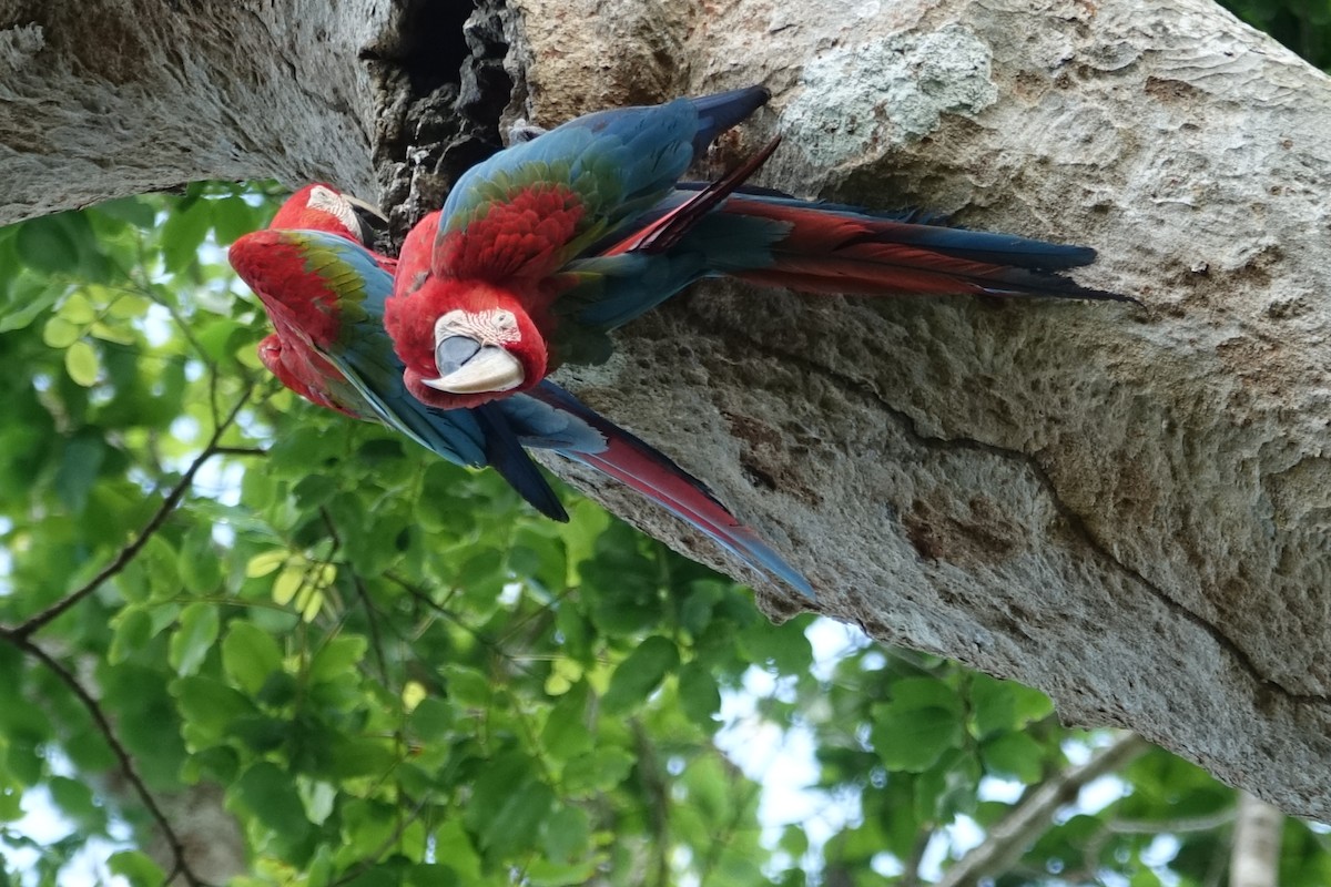 Red-and-green Macaw - ML273242571