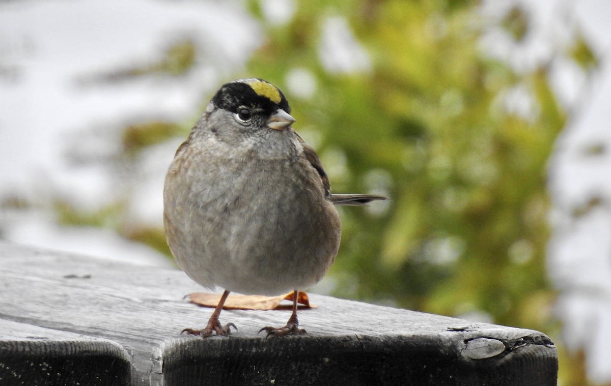 Golden-crowned Sparrow - ML273246391