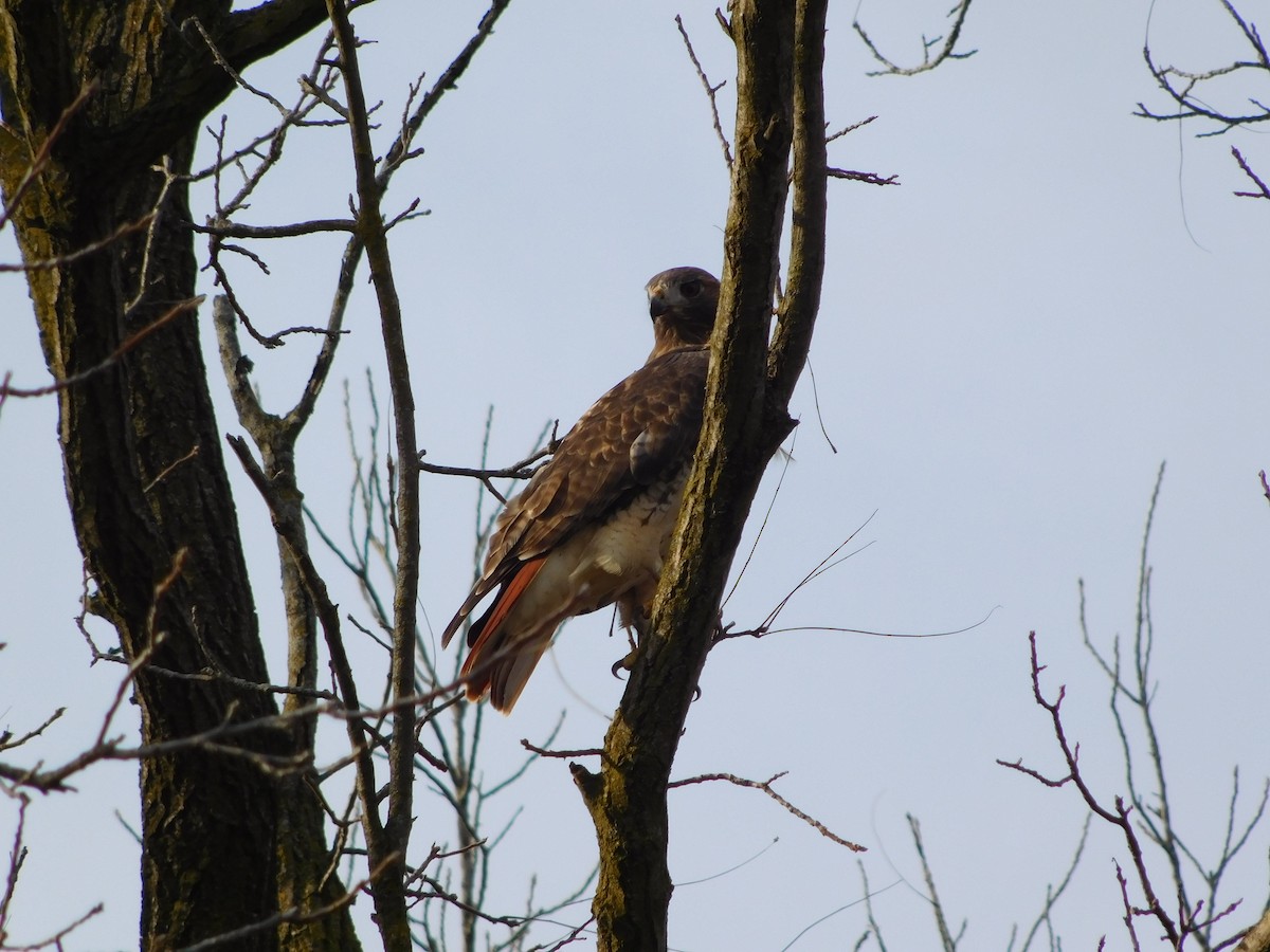 Red-tailed Hawk - ML273253381